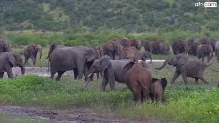 Large Elephant Breeding Herd at Tau.