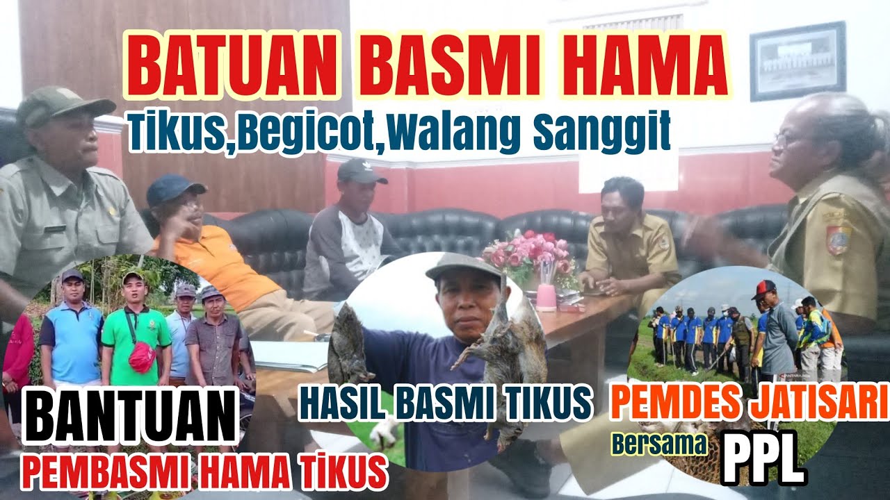 Tikus Merajalela? Ini Solusi Pemdes Jatisari Bersama PPL