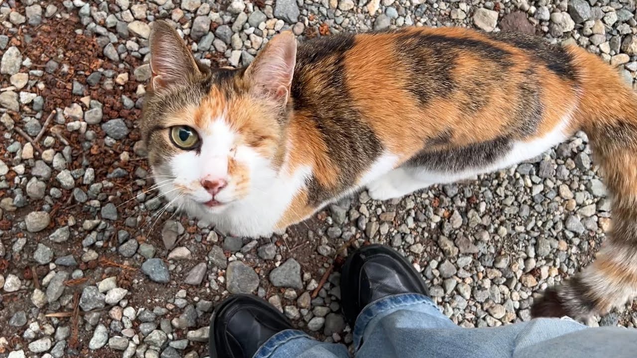 Miko squeals with delight during her walk outside! - YouTube