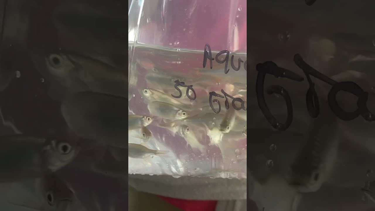 Big Bag of Giant Danios