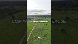 Fazenda de 385 alqueires (1.858 ha) em Araguapaz -GO - Para pecuária #fazendaavenda #agro