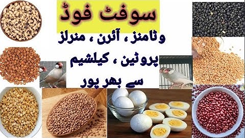 Java Breeding Soft Food!! Java Breading Diet Breeding formula Java Finch& real mutations urdu/hindi