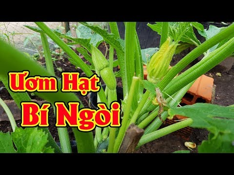 Video Cách ươm hạt bí ngòi và trồng bí ngòi tại nhà - youtube