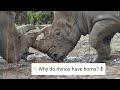 Do Rhinos Eat People? | Weird Animal Searches | BBC Earth