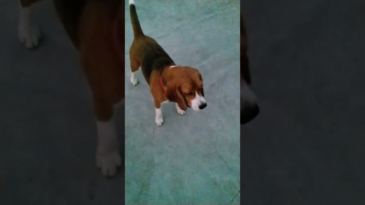 Kya Meri Video Mahngi Hai 😂।। 