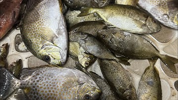 Cá dìa hòn sẹo Nhơn Lý #fishing#caucathugian #caucabien