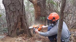 Dendrochronology in Action: Collecting a wedge sample from a fire-scarred tree
