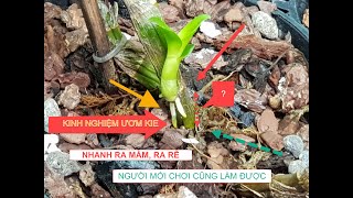 Kinh nghiệm ươm kie Phi điệp ra mầm + ra rễ - Người mới chơi cũng làm được!