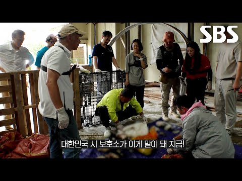 Dozens of Animal Carcasses Found in Large Freezer at Stray Animal Shelter