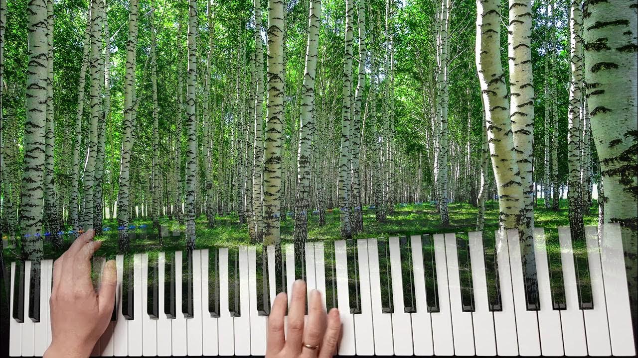 Шум берёз слышу. Вернулся я на родину шумят березки стройные. Вернулся я на родину шумят березки стройные. Слова песни белая береза. Красивая береза.