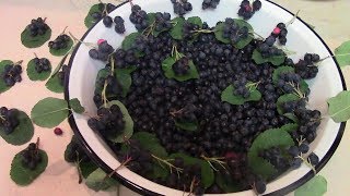 ХАСАМНРА. ВАРЕНЬЕ ИЗ ИРГИ. ХАСАМНРА. ВАРЕНЬЕ ИЗ ИРГИ.