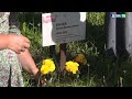 Десна-ТВ: В Десногорске возложили цветы к объекту воинской славы