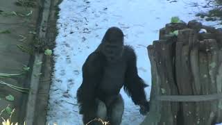 シャバーニ家族 1164  Shabani family gorilla by i Bosch i ボッシュ 5,218 views 1 year ago 9 minutes, 4 seconds