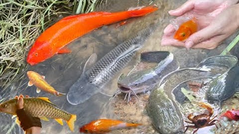 Bắt con cá vàng ở mương nước ngoài đồng , bắt cá trê lai , tìm cá koi , cá molly , tìm cá bong bóng