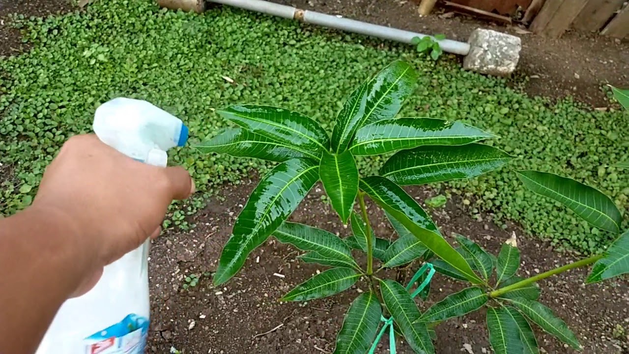  CARA  BASMI HAMA WALANG  SANGIT  DI DAUN MANGGA DAN DAUN 