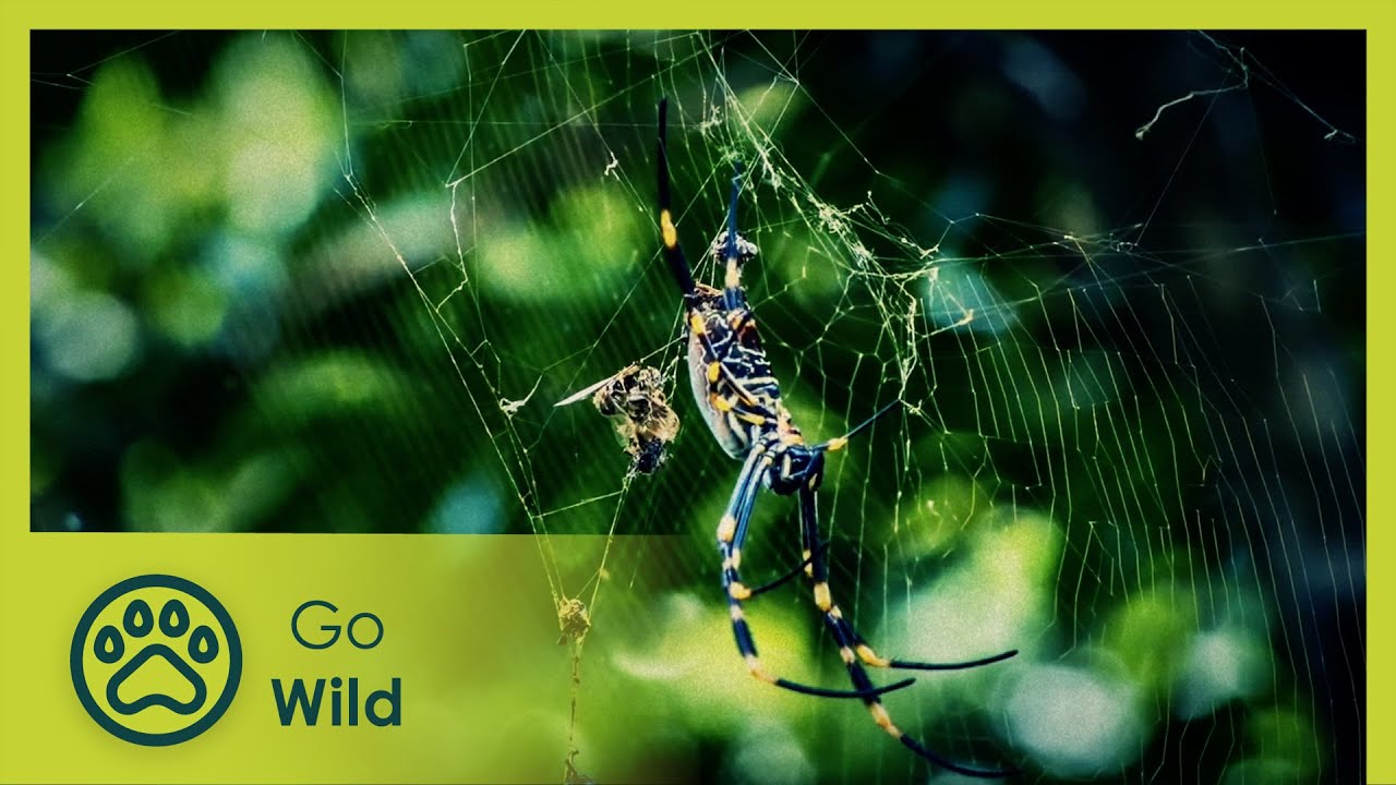Spiders - Wild About 6/13
