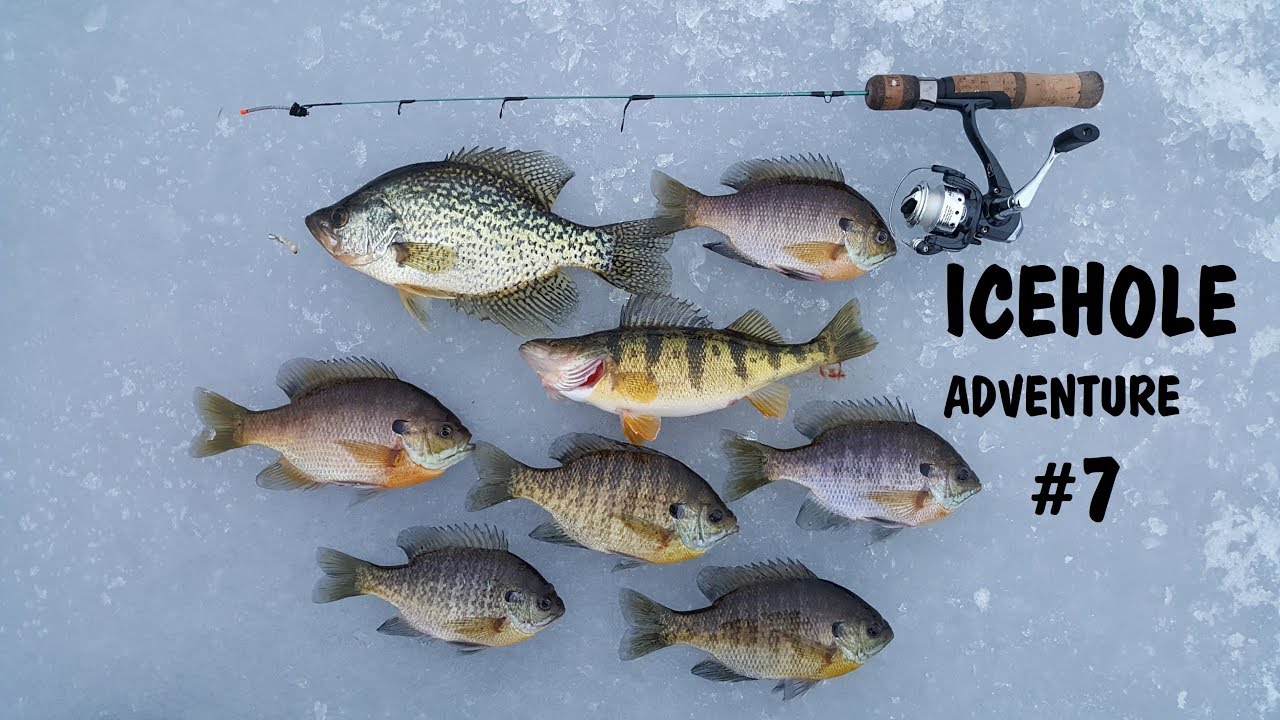 NFN Icehole Adventure 7 Ice Fishing Christmas Gills (Underwater