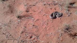 Playing with a friendly snake