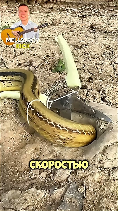 Змея мастерски обошла ловушку ️🐍 #shorts - YouTube