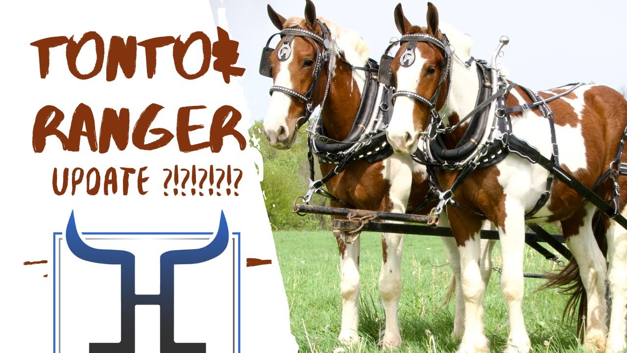 Too Good to Be True Draft Cross Horse Team for Sale - Click Now! CALL (606) 303-5669 NOW ‼️‼️‼️‼️‼️