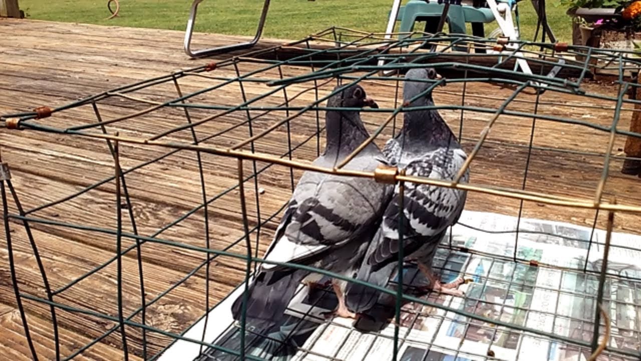 Racing Pigeons 2 young birds and Baseball YouTube