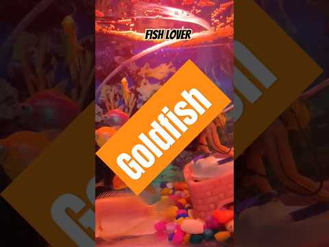 Goldfish video 🎣