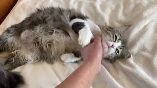 Lena’s big belly rub by Ana Tanriça & CadiKedisi Turkish Angora 148 views 3 years ago 40 seconds