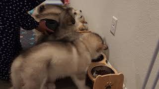 last feeding of all 6 puppies by Maukadorable 2,519 views 2 months ago 6 minutes, 29 seconds