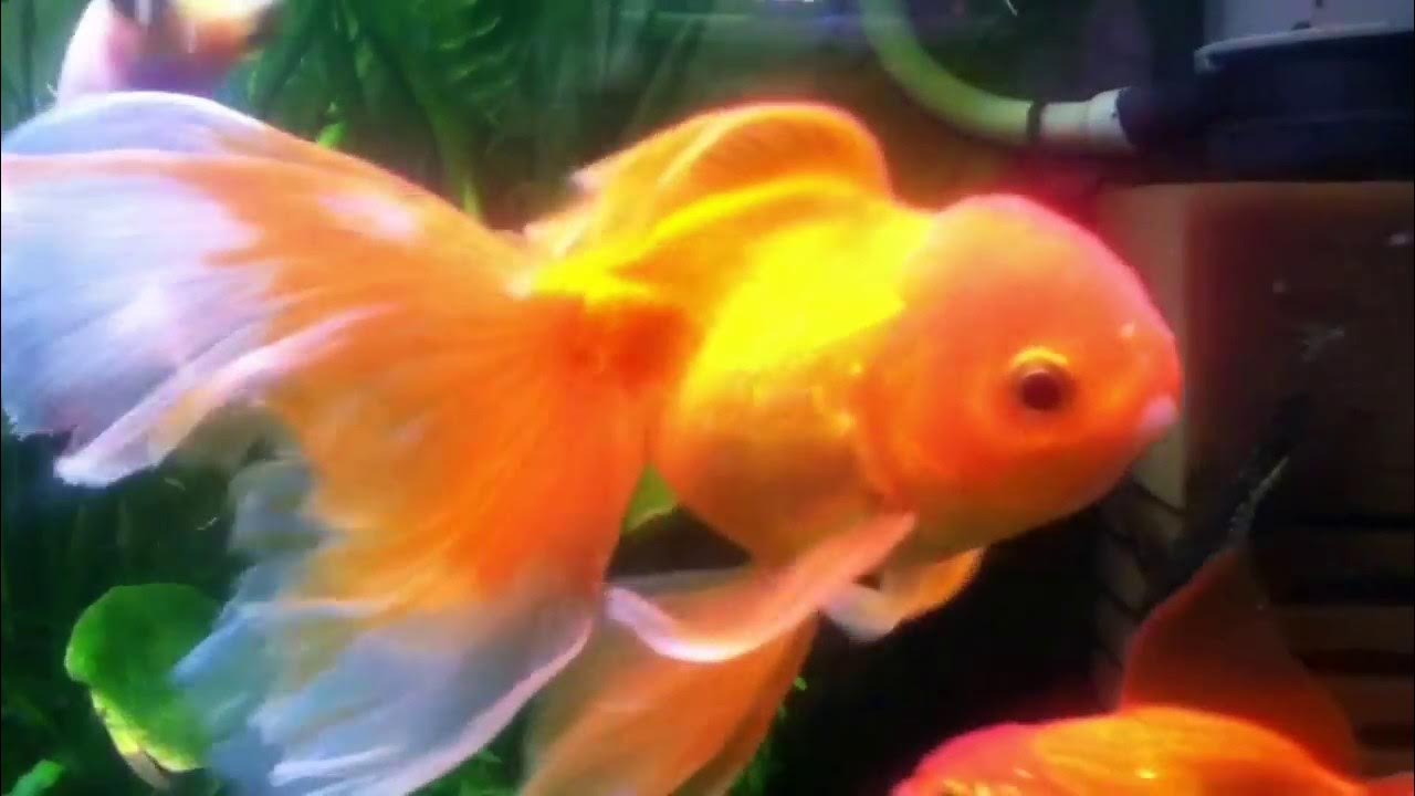 Вуалехвост золотой. Рыбята корм для золотых рыбок, гранулы, 25 г. Чем кормить золотых рыбок. Золотая рыбка описание для детей. Кормление золотых рыбок.