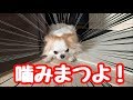 散歩の次に苦手な事してたらパパを噛もうとした犬【チワワ】