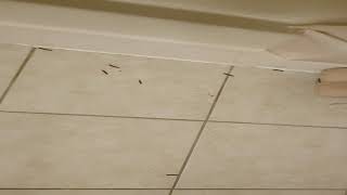 Millipedes at 1014 High Mountain Way, Gatlinburg, TN 37738