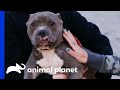 Terrified Dog Found Tied Up Outside Villalobos  | Pit Bulls & Parolees