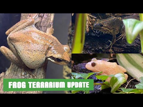 Spotted Marsh Frog and Brown Tree Frog Terrarium Update!!