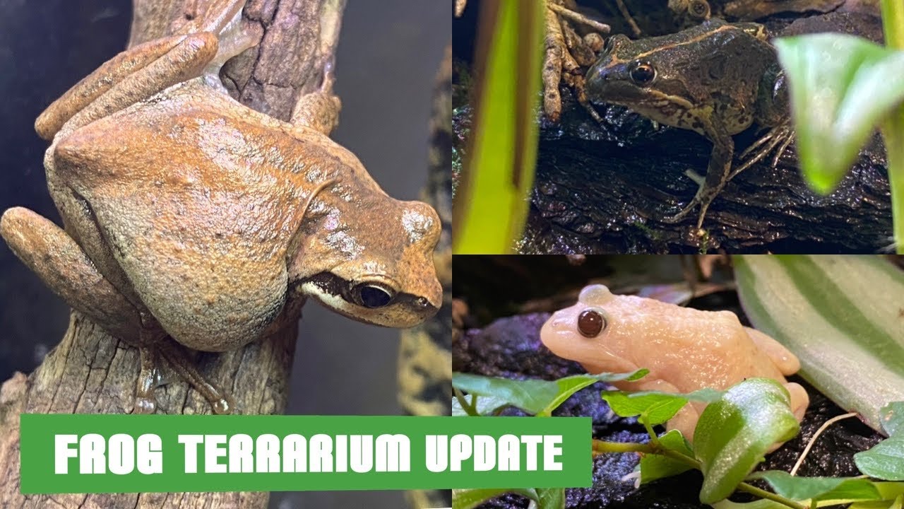 Spotted Marsh Frog and Brown Tree Frog Terrarium Update!!