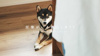 料理中にひょっこり顔を出す柴犬に癒される【豆柴暮らし】