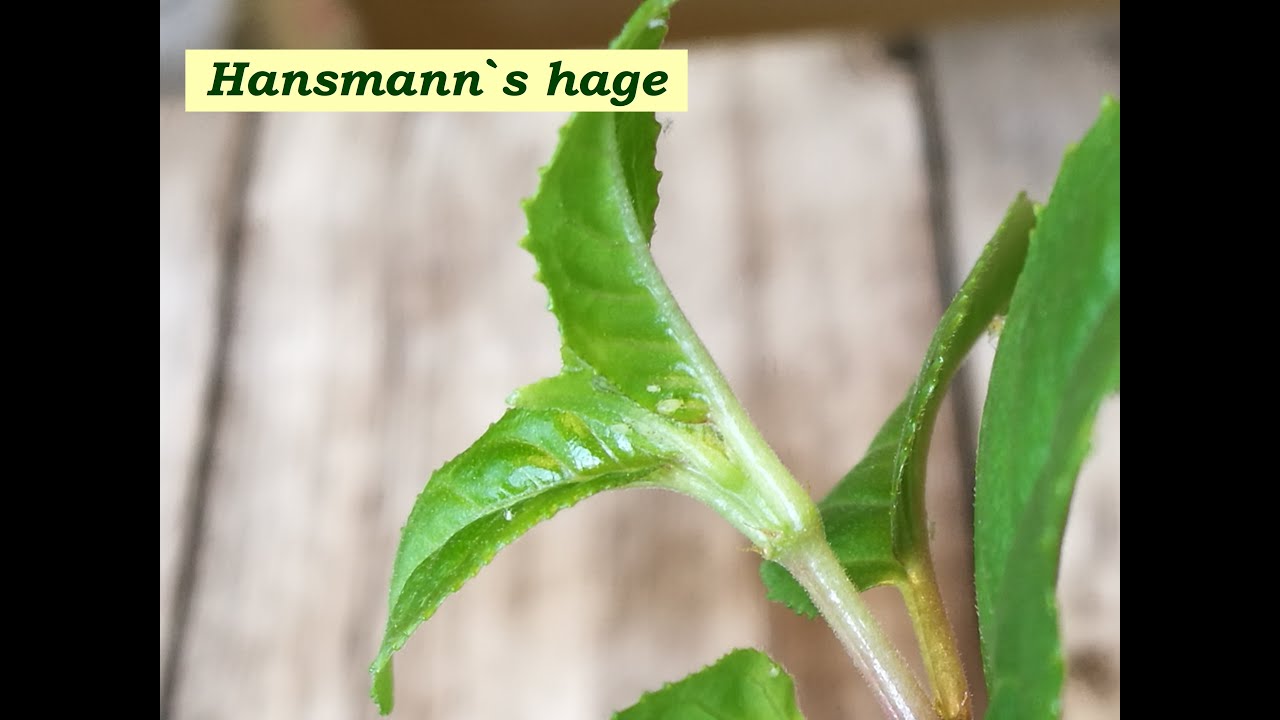 Hvordan Bli Kvitt Hudormer Ettoinfo Men