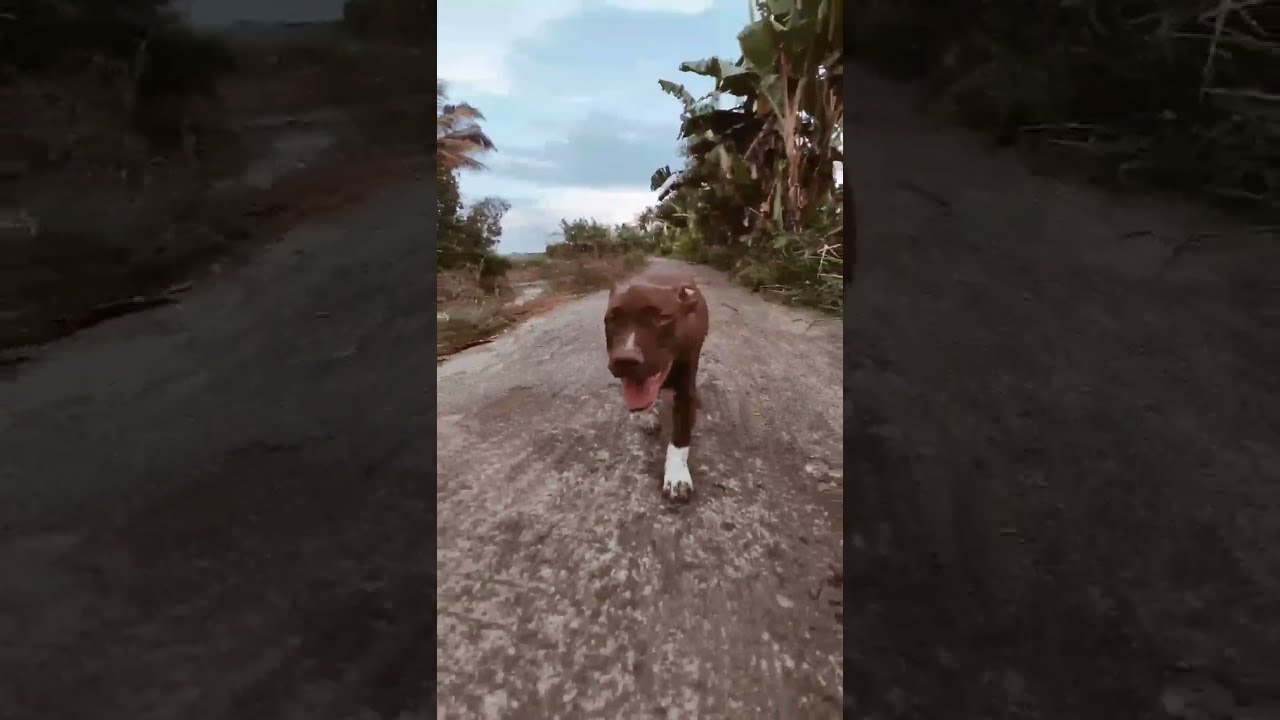 Cute pitbull transformation 🔥😍| pet love status | 