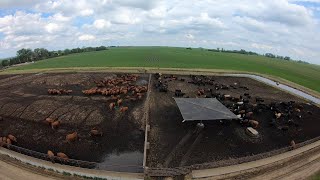 Putting up Shades for Cattle | Farmer in the Boot