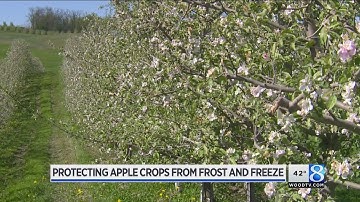 Farmers work to protect apple blossoms from freeze