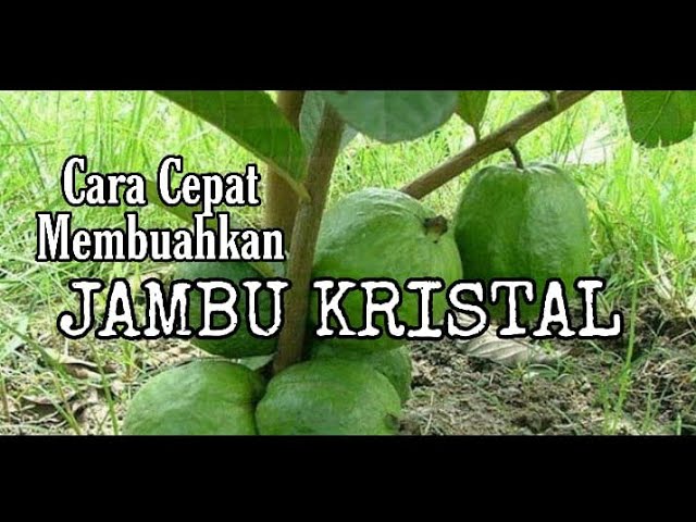 Cara Cepat Membuahkan Jambu Kristal di Dalam Pot _ Kebun Langit class=