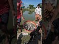 লম্বা জাতের পাঙ্গাস মাছের পোনা বিক্রয় 😊 Pangas fish#bdfish #fblifestyle #trend #shorts