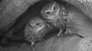 Little Owls Find Love 🦉❤🦉| Discover Wildlife | Robert E Fuller