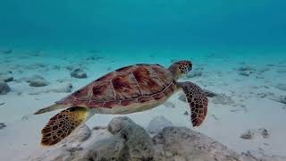 Serene Drift: Harmony Beneath the Waves
