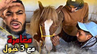 مغامرة 3 خيول من نوع القزم (poneys) 😱 جبناهم من حد سوالم إلى مدينة الدار البيضاء في سيارة 🚘 …