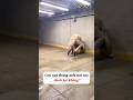Mày muốn làm con một lắm hay gì vậy? #shorts