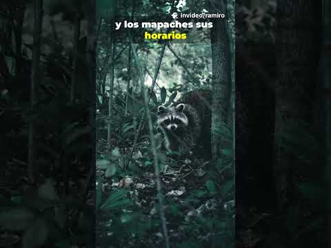 No creerás dónde estos animales pueden vivir