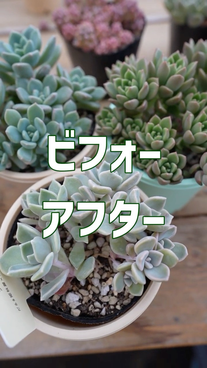 多肉植物 つぶつぶ屋 - YouTube