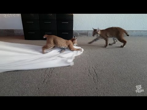 magic-blanket-ride!-|-bobcat-cubs-play-with-blanket