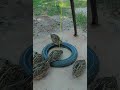 new style underground quail trap #shorts #shortsvideo #diy trap