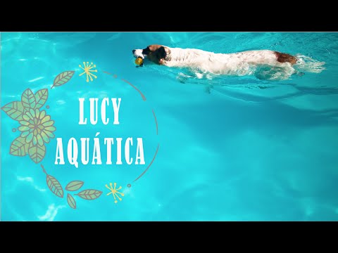 Cachorro na Piscina : Lucy Maria Acerola Phelps | por Isa Ribeiro - Na nossa vida